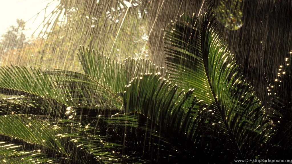 Download Rain Wallpapers Free