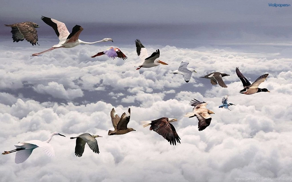 3D Wallpapers: Animal Wallpapers HD
