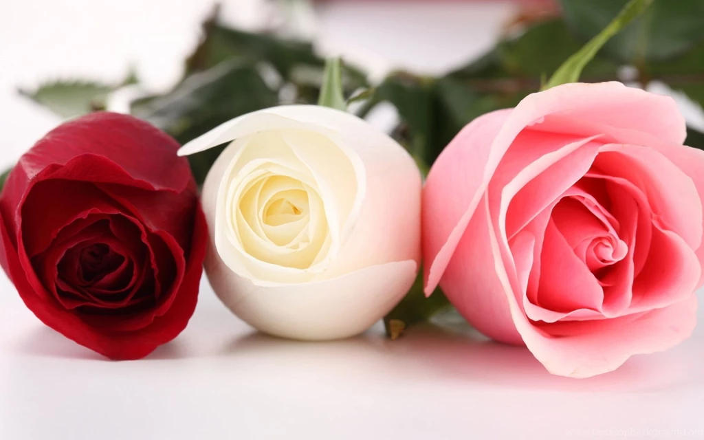 Pictures Of Roses Wallpapers