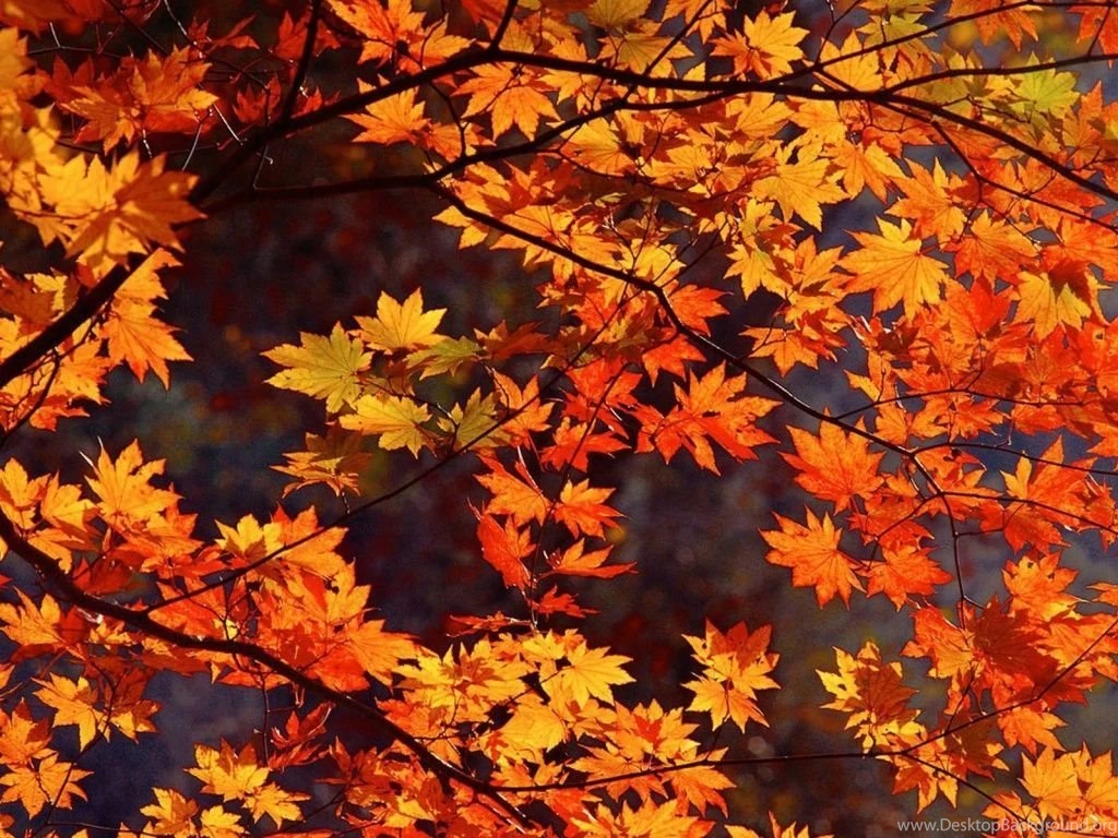 1024x768 Japan Autumn Desktop PC And Mac Wallpapers