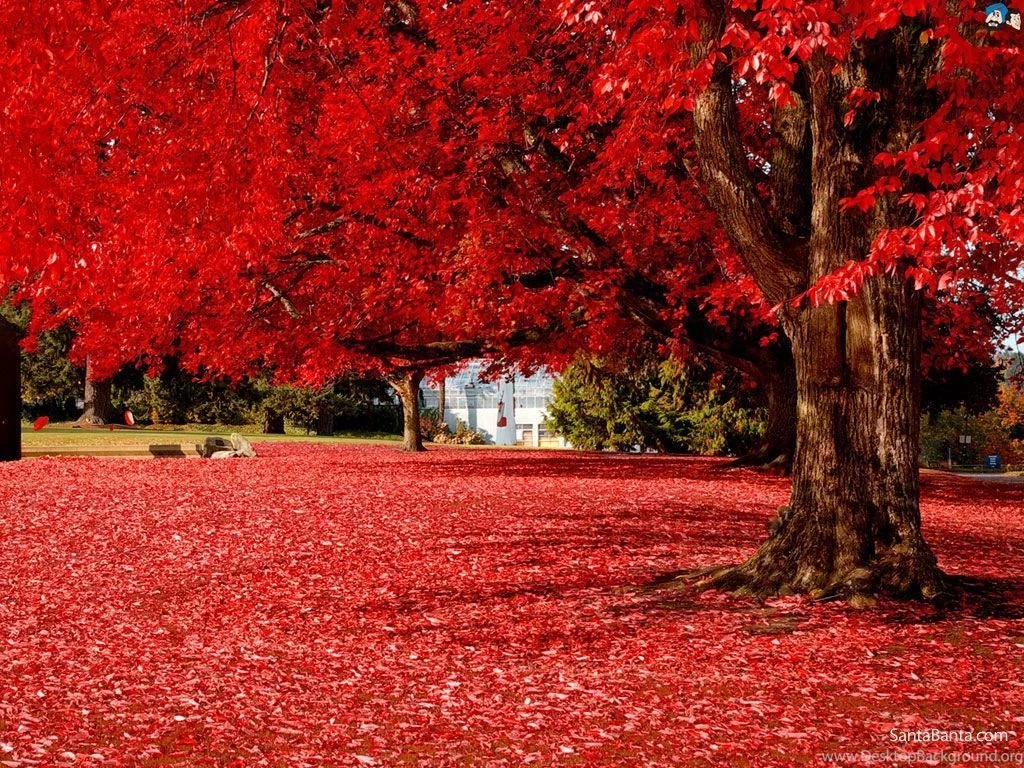 Autumn Wallpapers