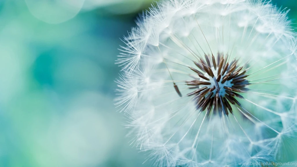 Dandelion Flower Wallpapers