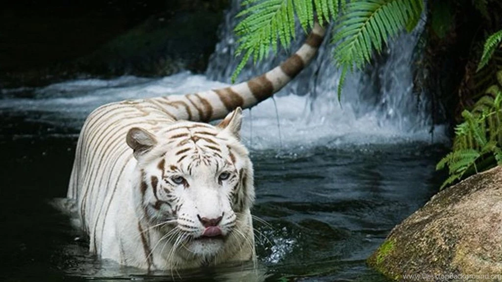 Animal Wallpapers HD