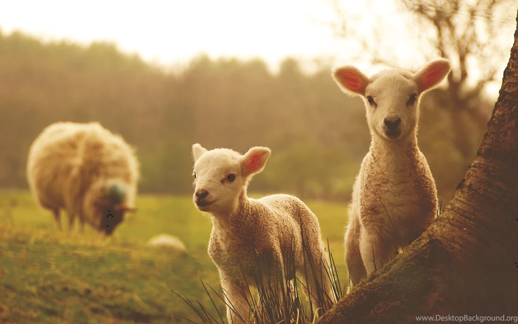 Sheep Computer Wallpapers, Desktop Backgrounds