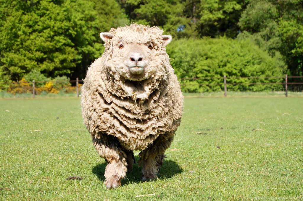 Sheep Computer Wallpapers, Desktop Backgrounds