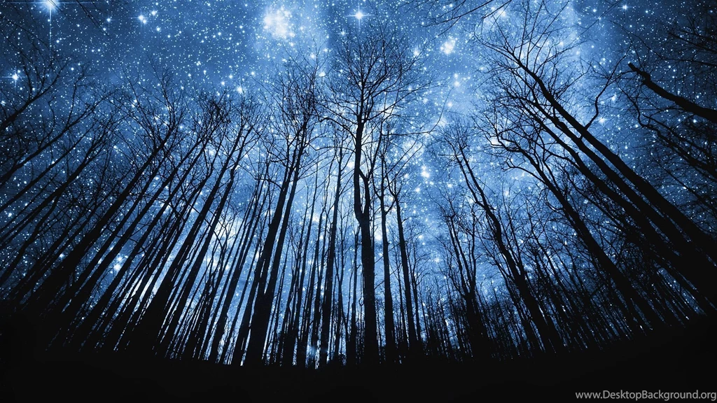 Stairy Forest Night HD Wallpapers
