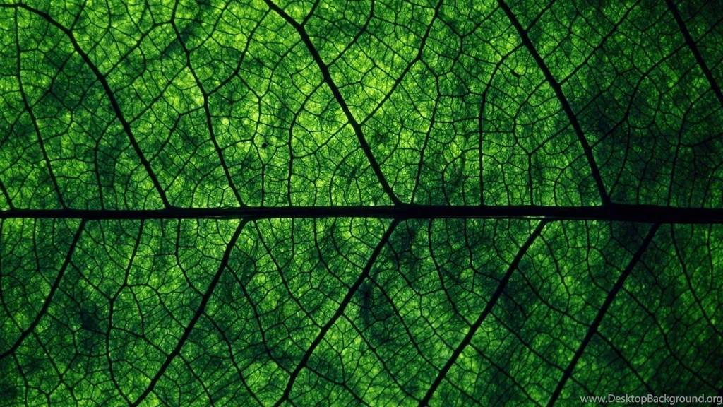 Wallpapers Dark Green Leave Macro 1920 X 1080 Nature Flowers ...