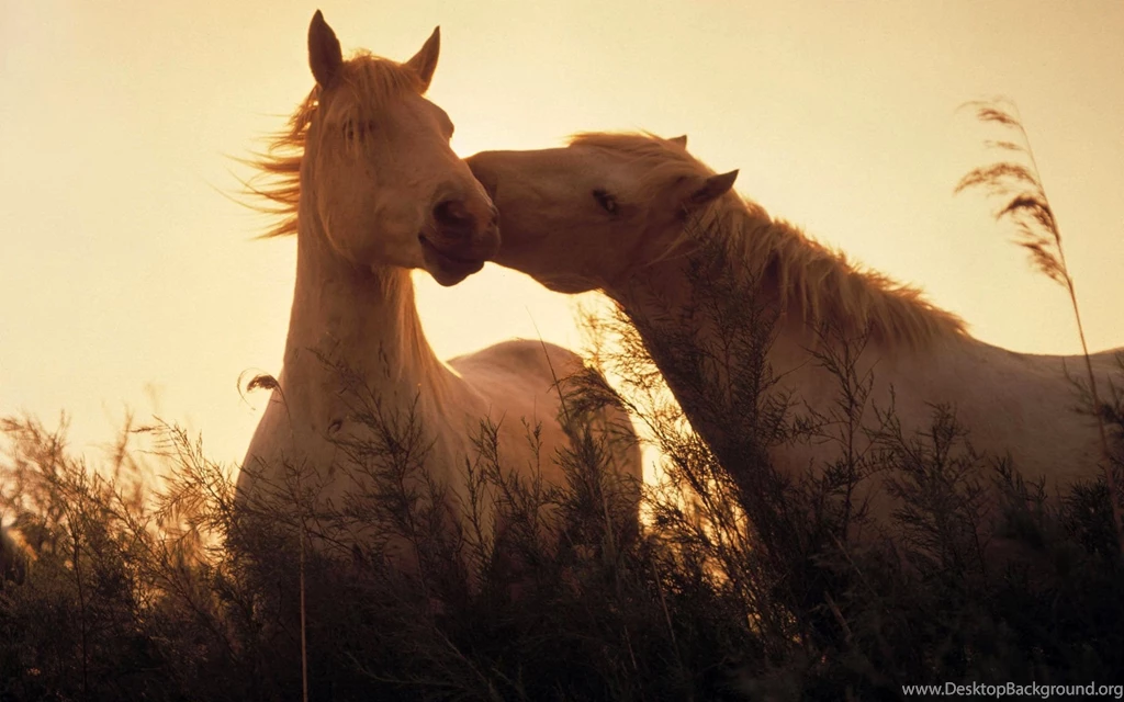 Morgan Horse Wallpaper, Morgan Horse Pictures