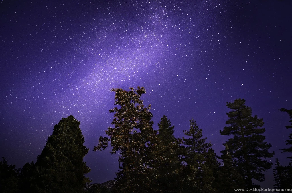 Stars Trees Night Sky Wallpapers