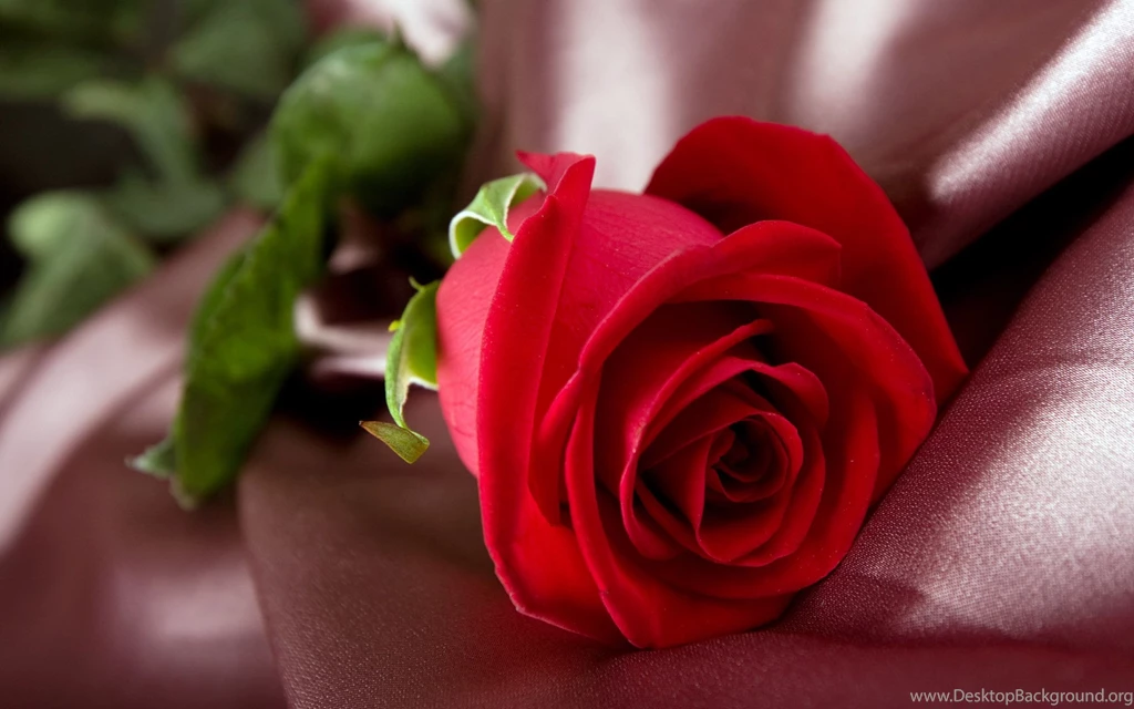 Rose Flower Wallpapers Free Wallpapers HD Wallpapers 83189