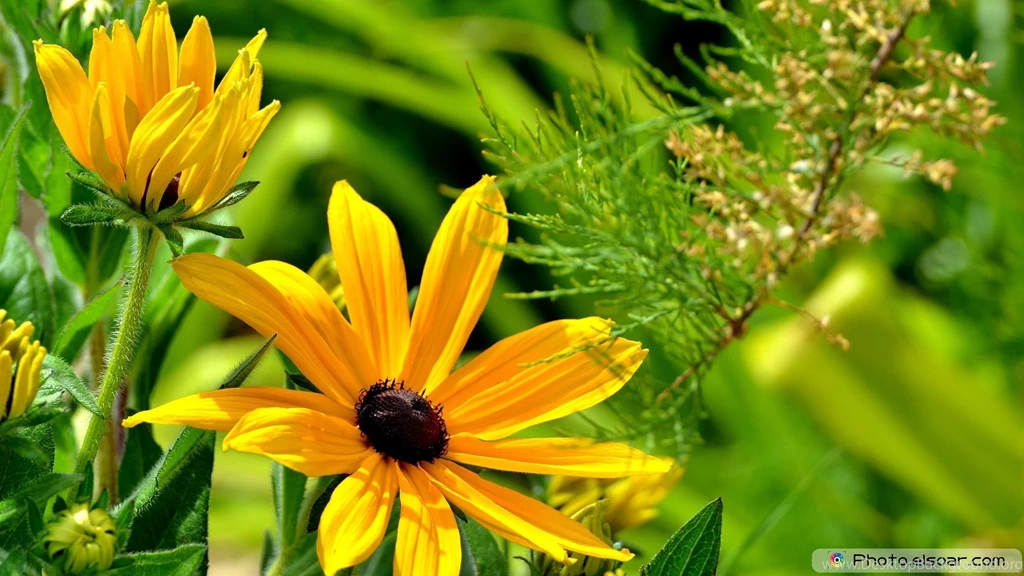 Yellow Flowers Full HD Wallpaper.jpg