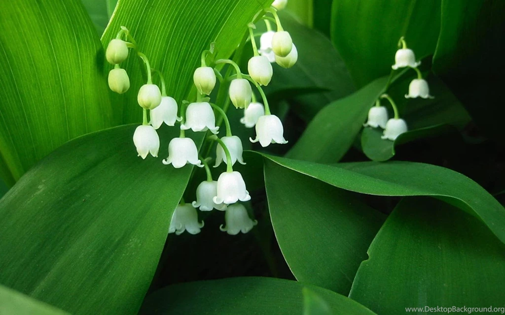 HD Wallpapers: 1280x800 » Flowers » Lilly_of_the_valley Free ...