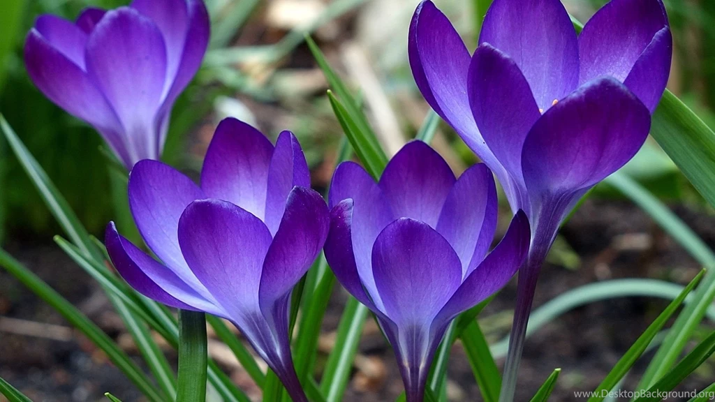Download Wallpapers 1920x1080 Purple, Green, Flowers, Grass Full HD ...