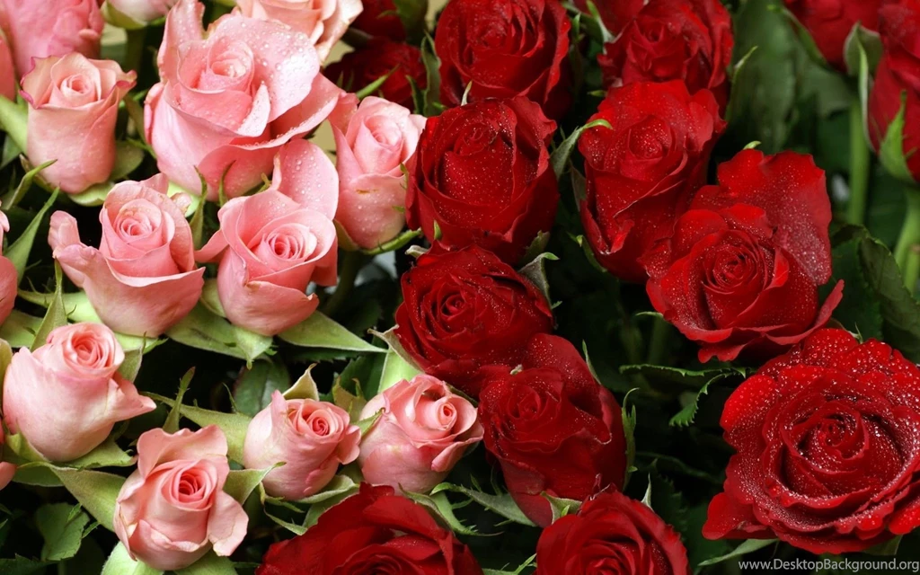 Rose Garden HD Wallpapers , New Wallpapers, New Wallpapers