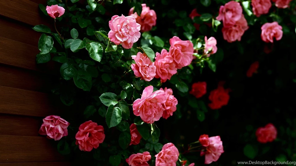 Free Flower Wallpaper Backgrounds