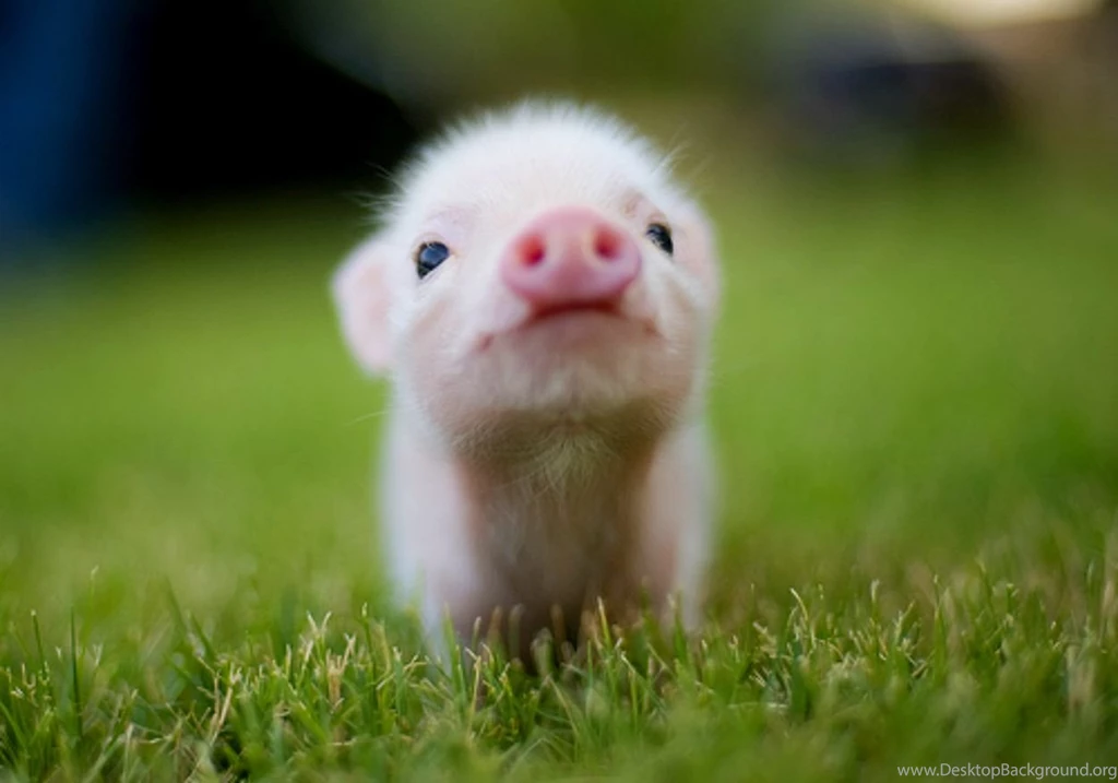 17530) Baby Animal Full HD Wallpapers Attachment WalOps.com