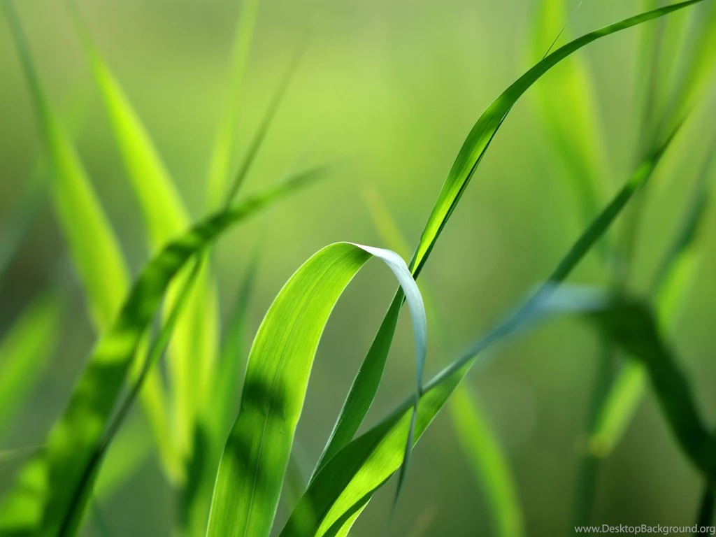 1600x1200 Green Grass Straws Desktop PC And Mac Wallpapers