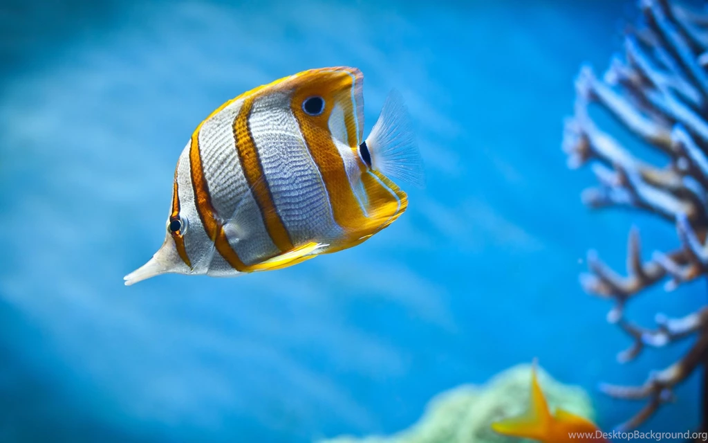 Fish HD Wallpapers , New Wallpapers, New Wallpapers