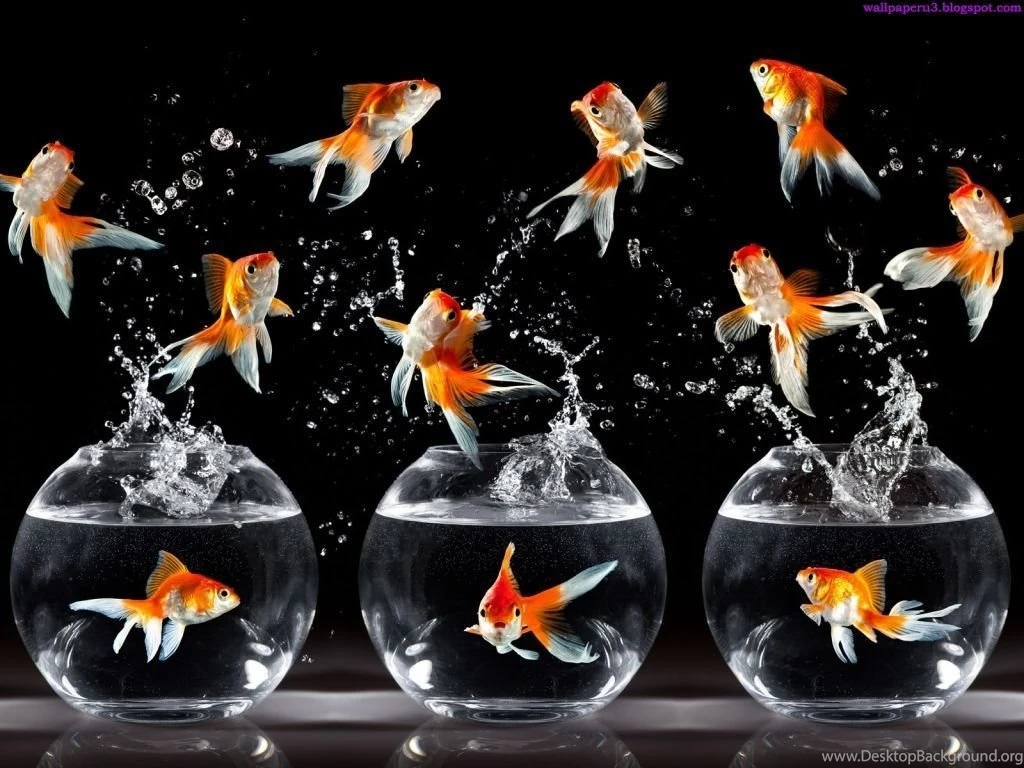 Beautiful Wallpapers: Beautiful Fish Wallpapers