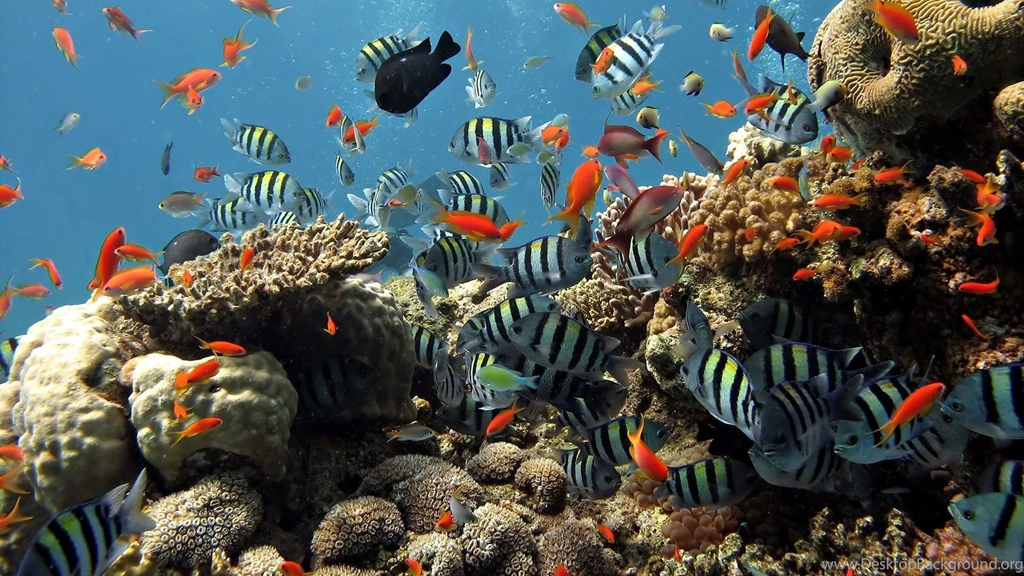 Nature HD Wallpaper Backgrounds (80)