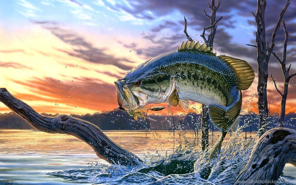 Gallery For Bass Pictures Fish