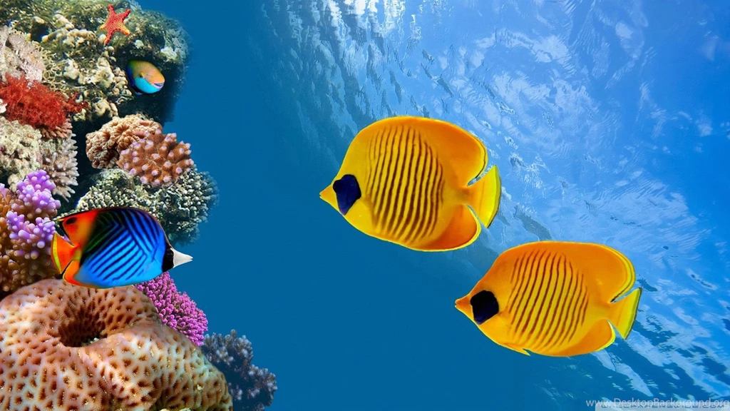 Beautiful Fish Wallpapers HD Pictures