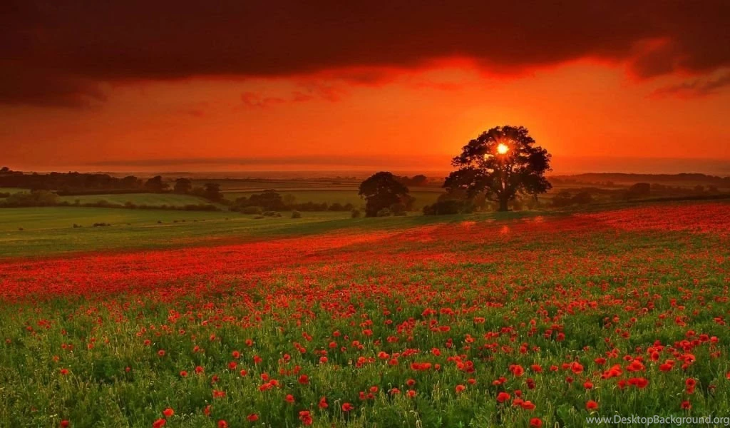 Download Wallpapers 1024x600 Autumn, Sun, Flowers, Orange, Red ...