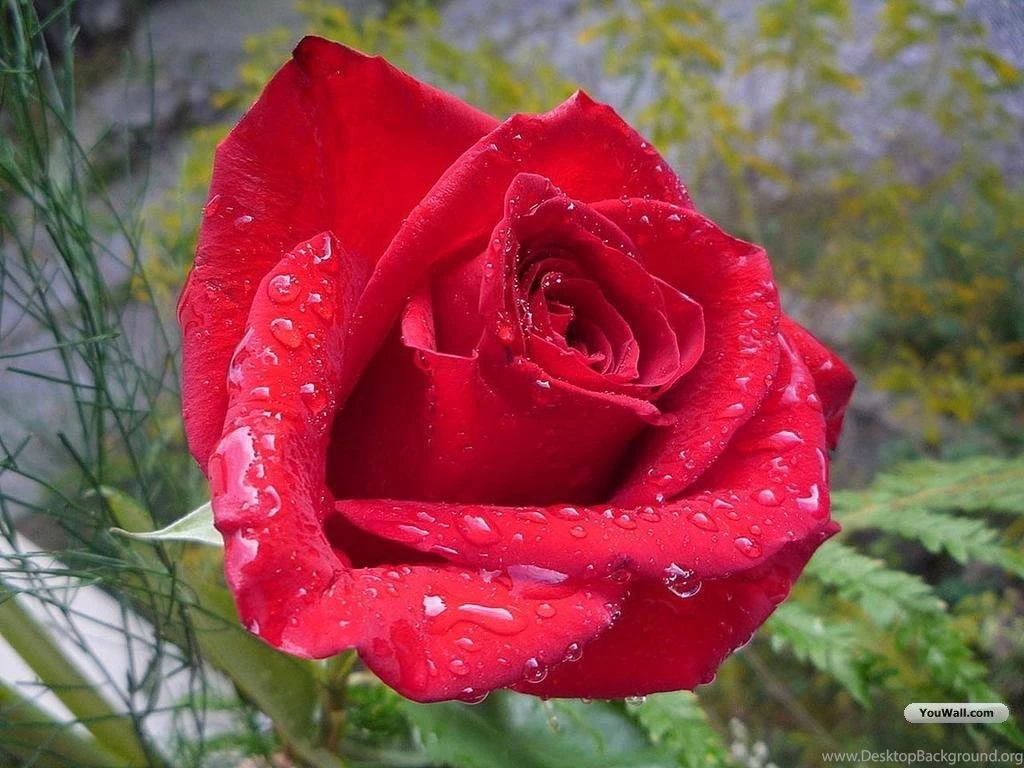 Red Wallpapers Wedding Flowers Red Roses Wallpapers Free Desktop ...