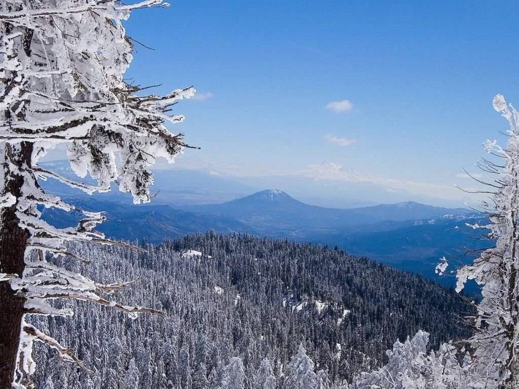 Winter Forest Wallpapers HD Wallpapers Desktop Background