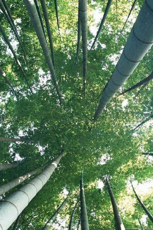 Green Forest Iphone 3gs Wallpapers Free 640x960 Hd Mobile Phones ...