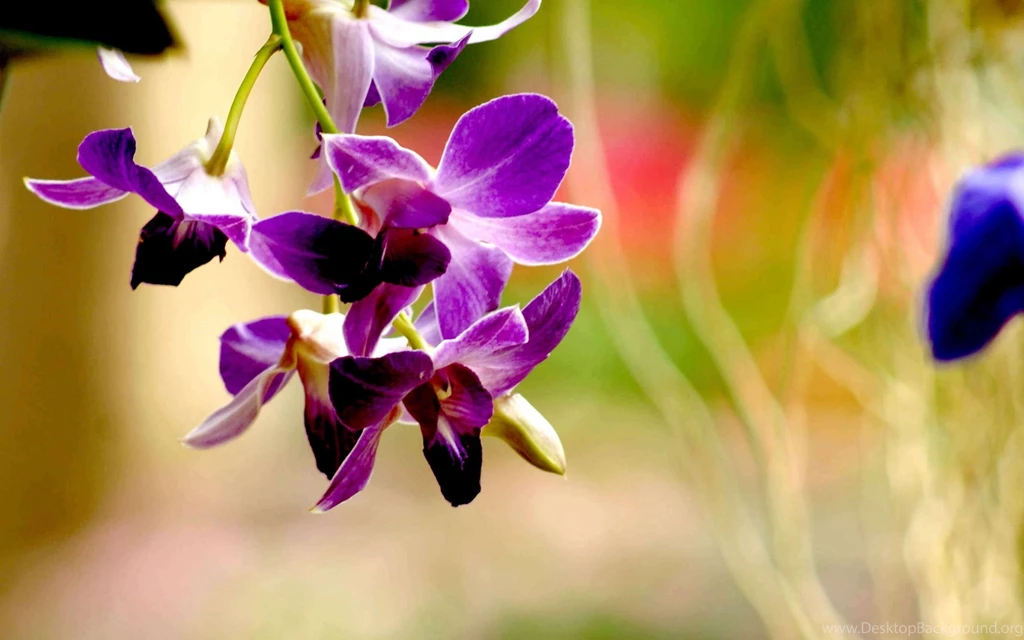 Orchid Flower Wallpaper, Orchid Flower Pictures, New Wallpapers