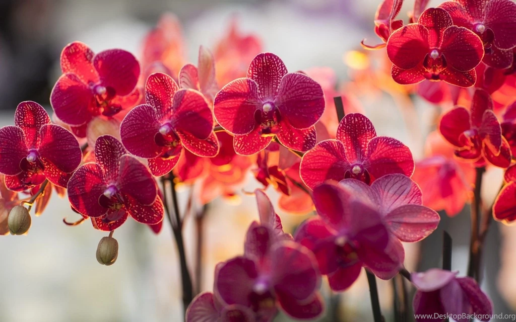 Flowers Wallpapers And Wallpapers Download