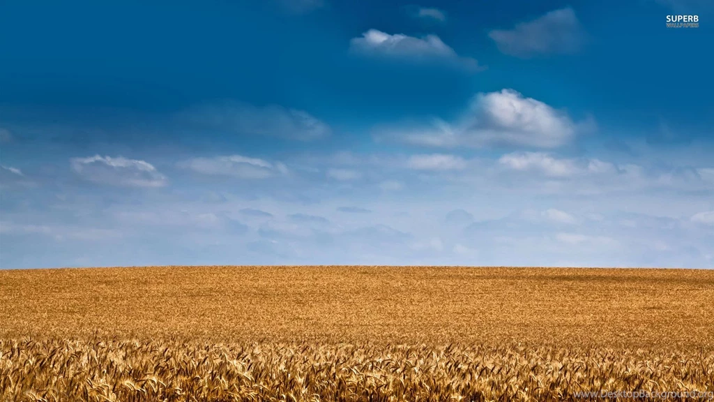 Barley Field Wallpapers Nature Wallpapers