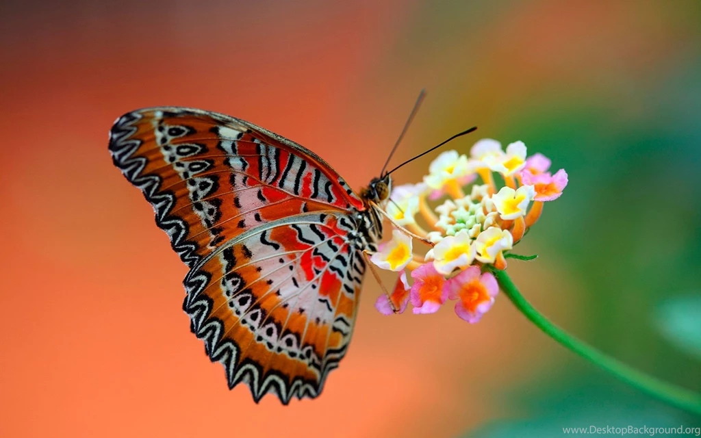 Butterfly On Flower Full HD Wallpapers