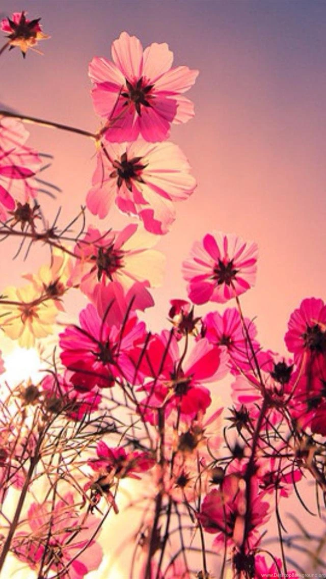 Iphone_5_wallpapers_flowers_for_desktop.jpg