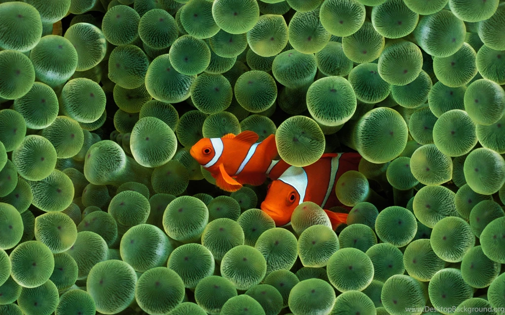 Apple Fish HD Widescreen Wallpapers