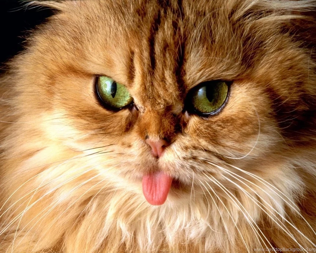1280x1024 Cat With Tongue Desktop PC And Mac Wallpapers