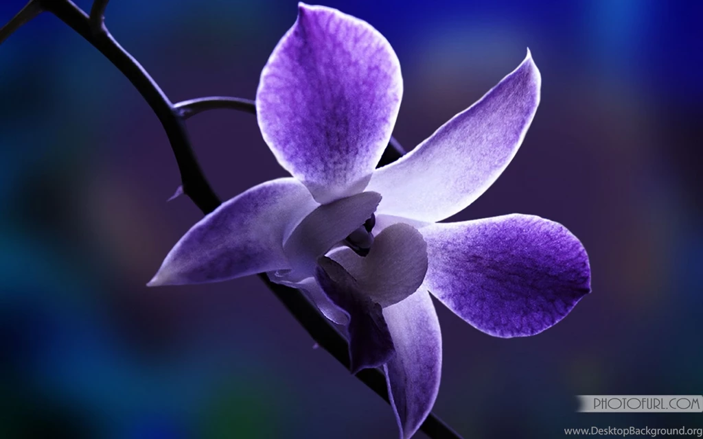 Blue Rose Wallpapers HD Pictures (25)