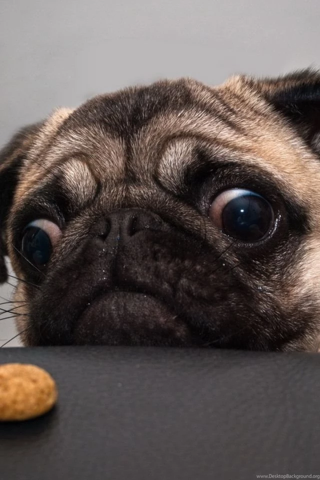 Download Wallpapers 640x960 Pug, Dog, Face, Sadness, Cookies iPhone ...