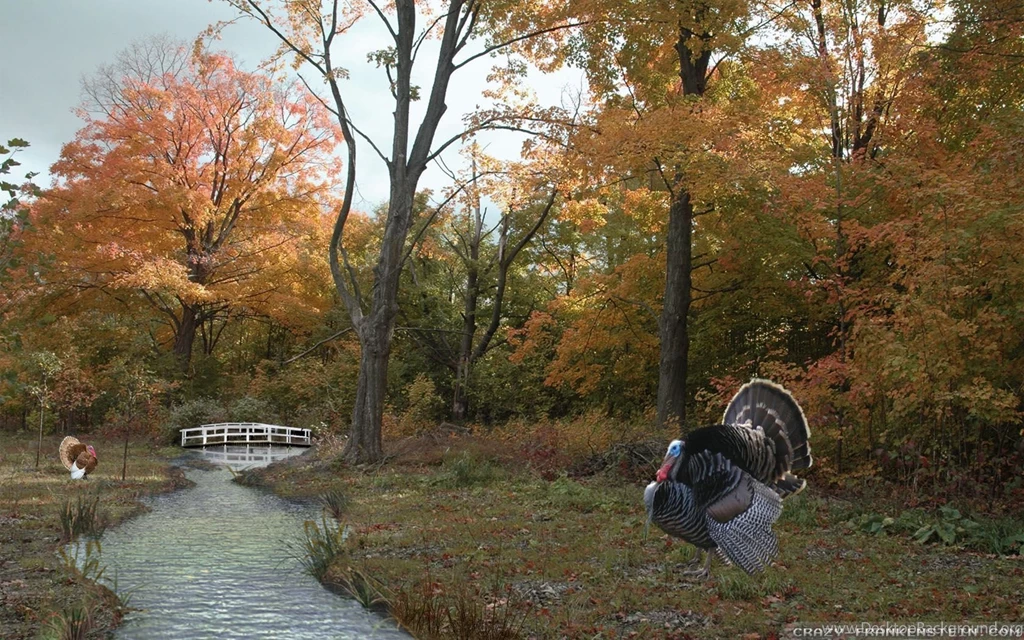 Thanksgiving Day Scene Wallpapers 2 Crazy Frankenstein