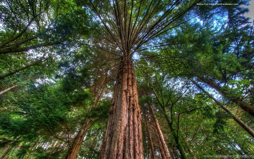 Giant Fur Trees Tree Desktop Wallpapers 1440x900 Pixels