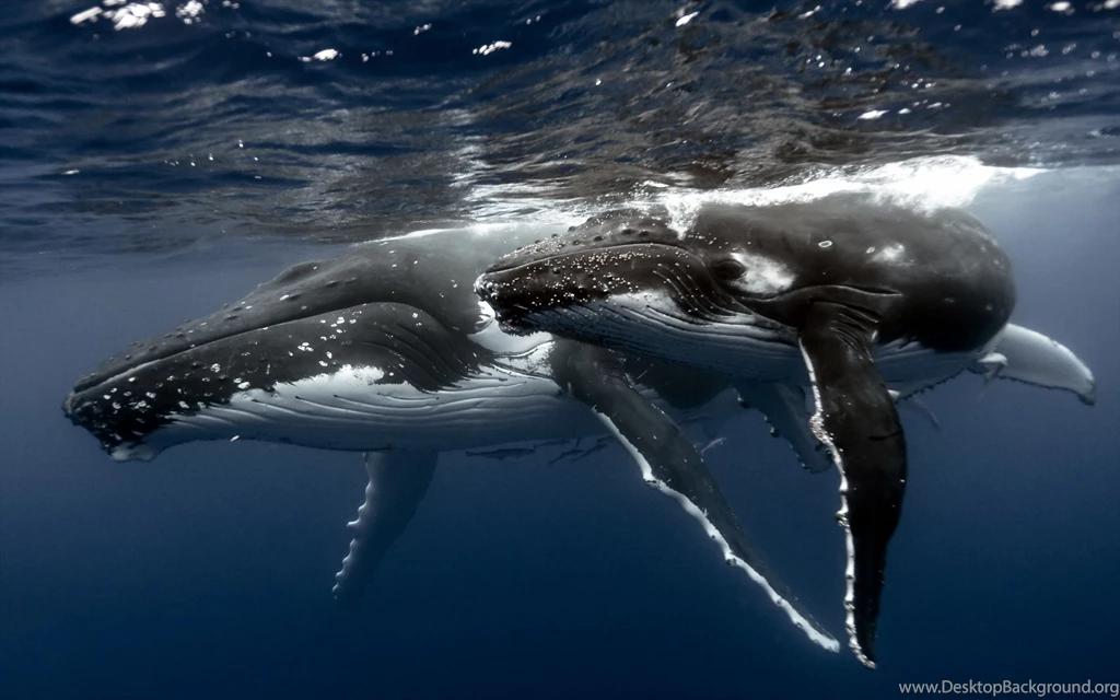 2 Black Whale Desktop Backgrounds HD 2560x1600