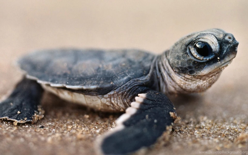 Baby Turtle Wallpapers