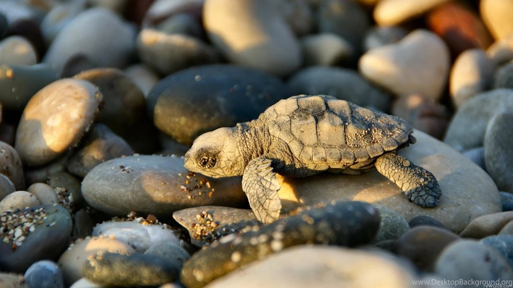 Say "Awwww" With These Baby Animal Wallpapers