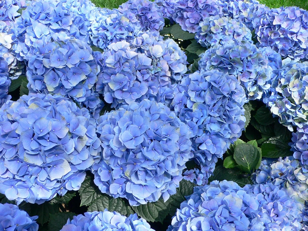 Hydrangea Macrophylla Wikipedia, The Free Encyclopedia