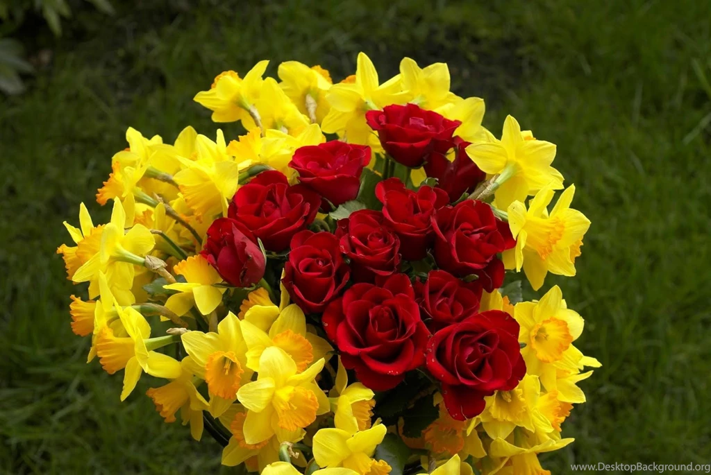 Download Rose Flower Wallpapers Widescreen