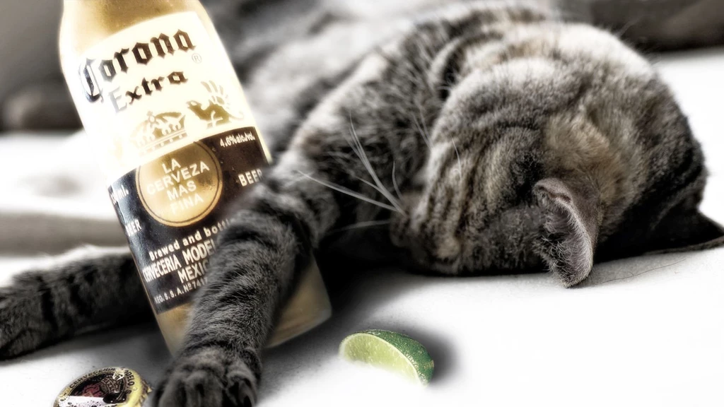 Download Wallpapers 1920x1080 Cat, Bottle, Down, Funny, Beer Full ...