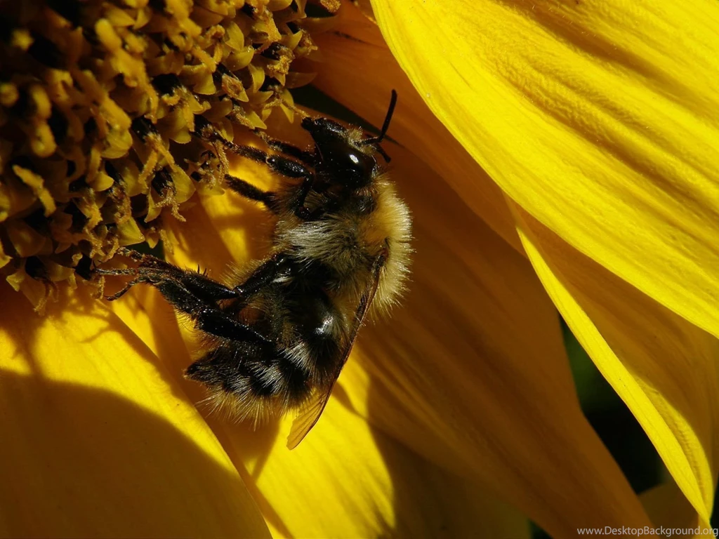 Sunflower Desktop Wallpapers 1600x1200
