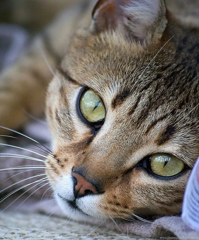 Egyptian Mau Photos And Wallpapers. Beautiful Egyptian Mau Pictures