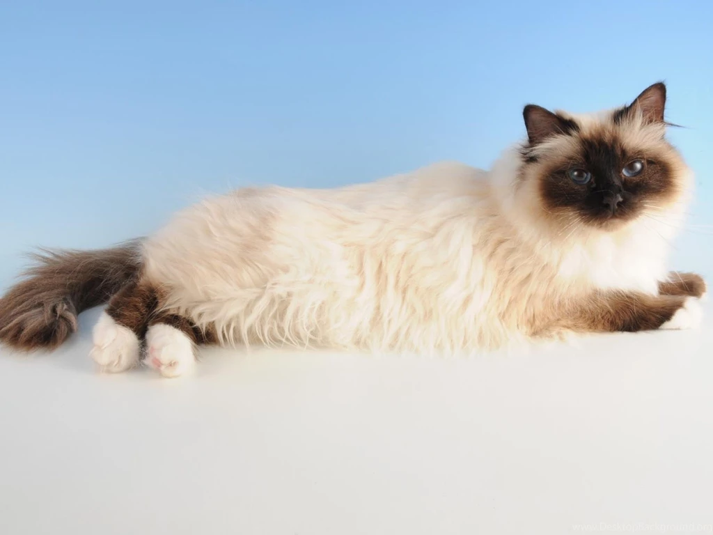 Birman Cat Wallpapers